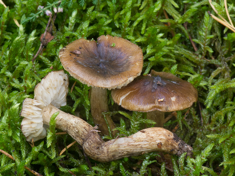 Tricholoma fucatum